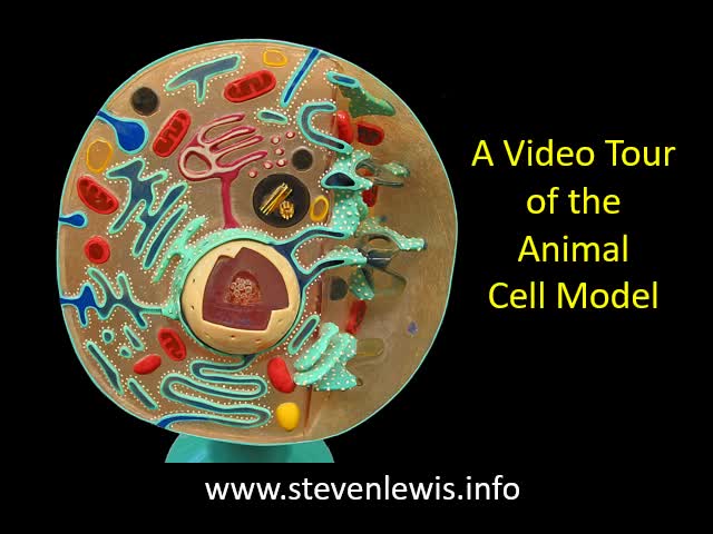 Animal cell